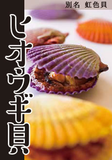 ヒオウオギ貝